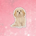 Havanese fawn sticker